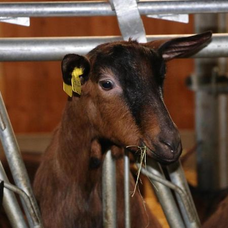 Ferme Du Pigeonnier Panzió Montceau-et-Echarnant Kültér fotó